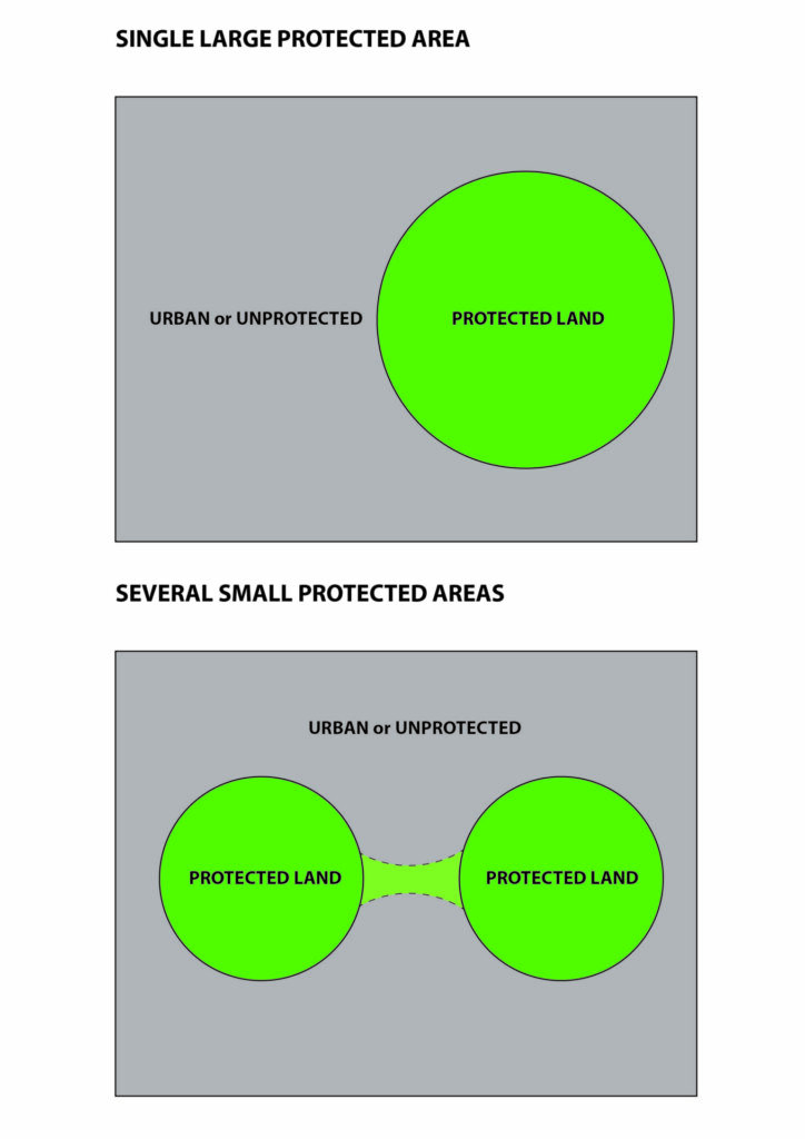 SLOSS Diagram displaying rewilding styles